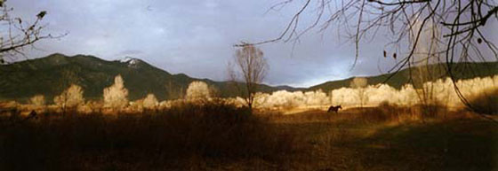 Touchstone Inn Ghost Trees Photo by Bren Price Ghost Trees as seen from Touchstone Inn