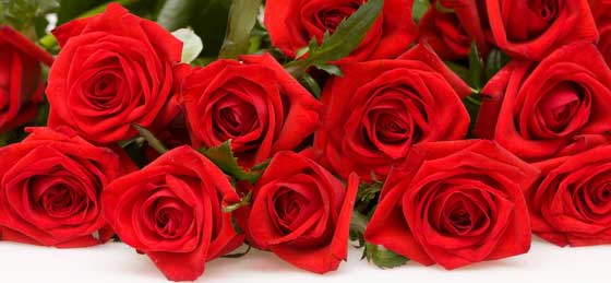 Valentine Roses at Touchstone Inn